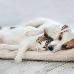Calm Sounds For Pets