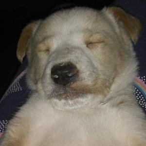 cansado (2021) (feat. Nxxxsty boys) (Explicit)