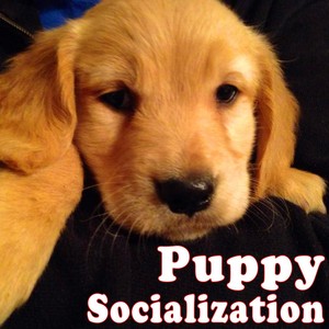 Puppy Socialization