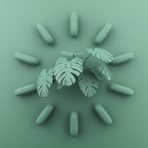 la pianta nell'angolo della stanza