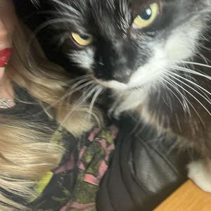 goyard* (feat. Cane. & vånda) (Explicit)