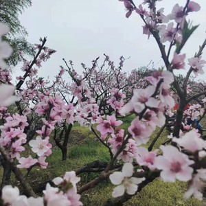 三月桃花 (唯美解压纯音乐钢琴曲)封面