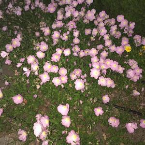 track on xan (Explicit)