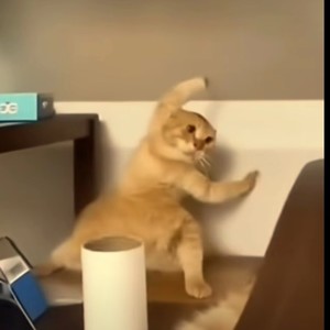 功夫小猫