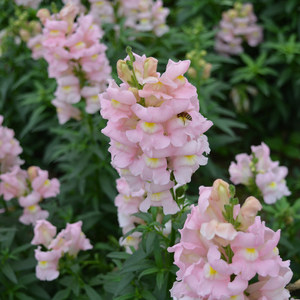 那片花海