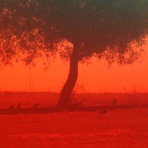 Arbol de Sofía