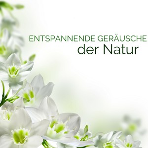 Entspannende Geräusche der Natur - Tiefenentspannung Atmospheres, Meditationsmusik zur Beruhigung und Zen Regeneration