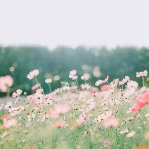 再见莫妮卡 (官方版)封面