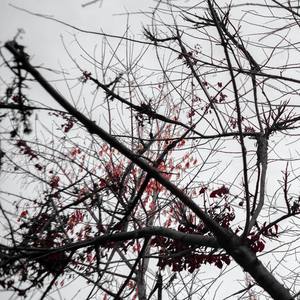 Autumn Leaves
