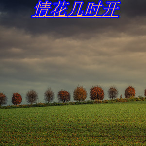 情花几时开 (DJ版)