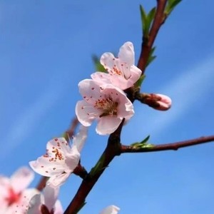 忘了算了 (Acoustic)