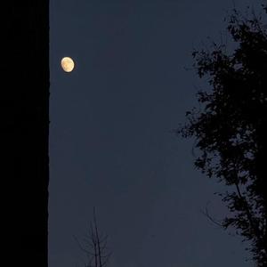 残酷月光