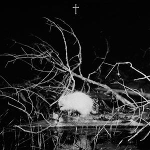 porcupine (feat. arkko) (Explicit)