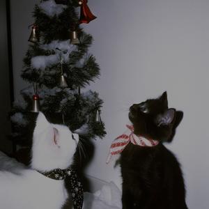 i think there must be something wrong with me, linus (christmas is coming but i’m not happy)