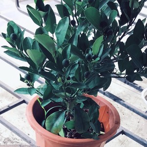 work tiredly and be happy (Demo)