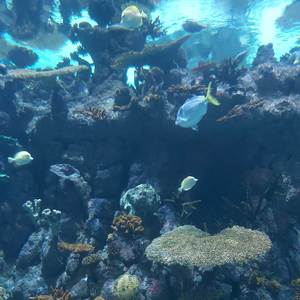 Oblivion (Remastered 2024)