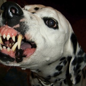 Dawggg fighting (Explicit)