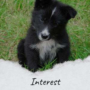 Interest