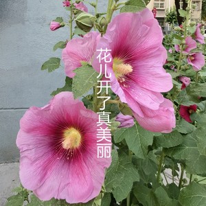 花儿开了真美丽