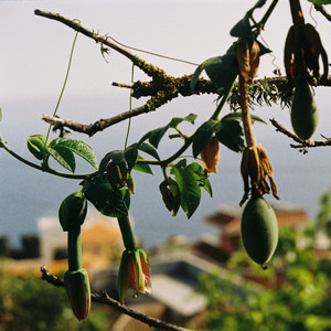 Mediterranean Fields