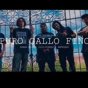 Puro Gallo Fino (feat. Necro Pixa, El Tal San Lord & HomarMX) [Explicit]