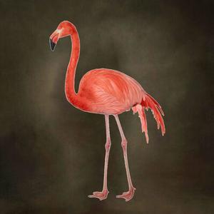 FLAMINGOS 1 (Explicit)