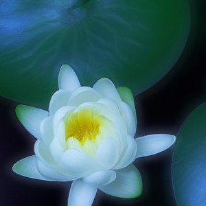 Open Up (Lotus Flower)