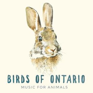 Music for Animals