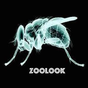 Zoolook
