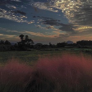 心愿便利贴-在森林和原野