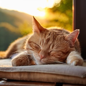 Melodías De Serenidad Felina