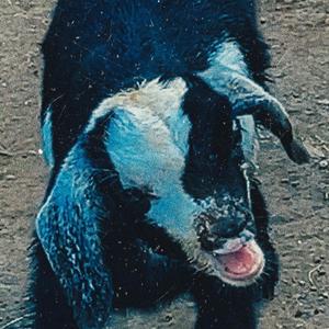 SKRWD VSN (Explicit)