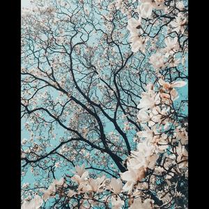 Interlude (Explicit)