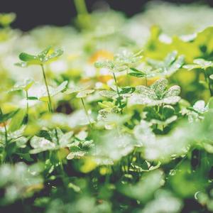 LUC_Y (feat. Nms Silent)