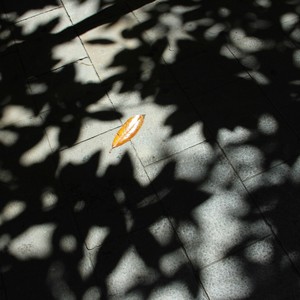 Music for Bumble Bees