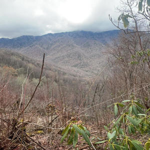 Elevator Music (Explicit)