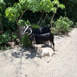 Ты хотел сыграть (Explicit)