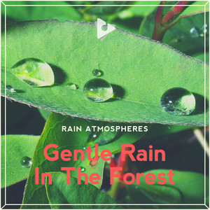 Gentle Rain In The Forest