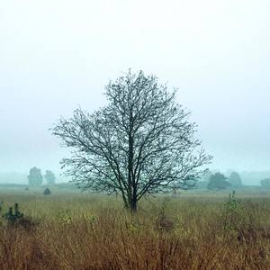 Gallows Tree