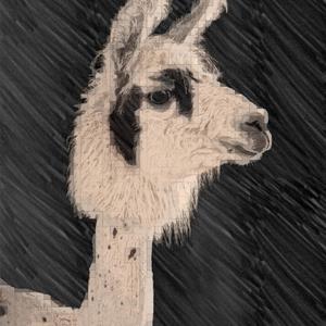 Llama Song (Explicit)