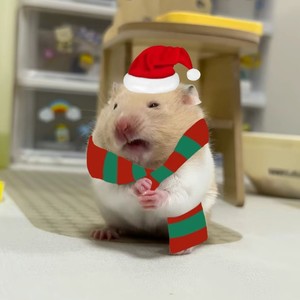 Merry Christmas (示波器版)