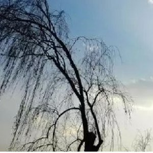 槐花早早开 (伴奏)