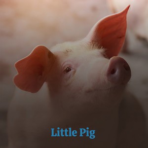 Little Pig