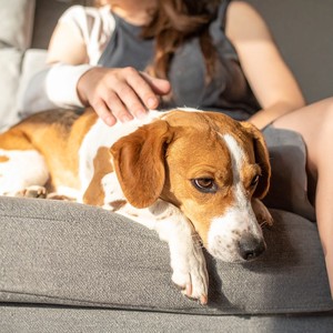 La Siesta De Tu Mascota Es Mejor Que La Calma
