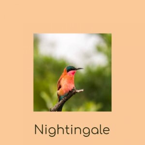 Nightingale