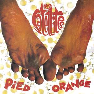 Pied Orange