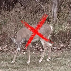 walk through bliss (Demo)