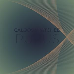 Caloosahatchee Purus