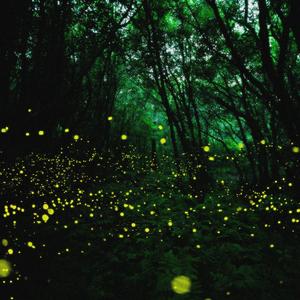 Fireflies