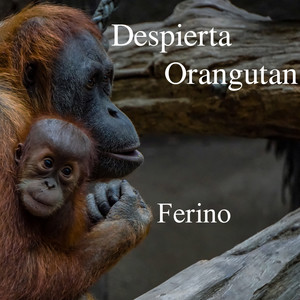 Despierta Orangutan